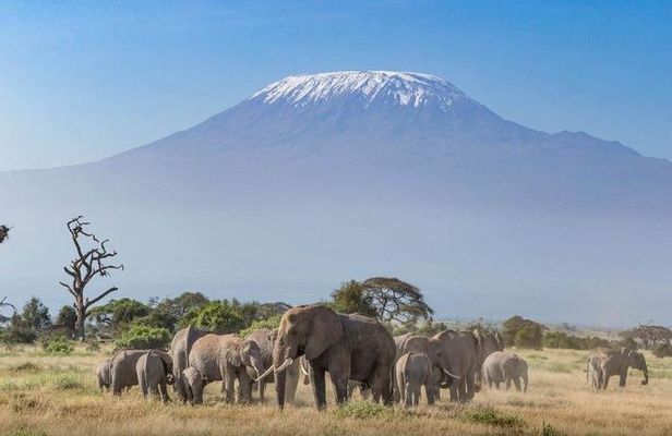 2-Day Kenya Safari - Amboseli National Park Adventure