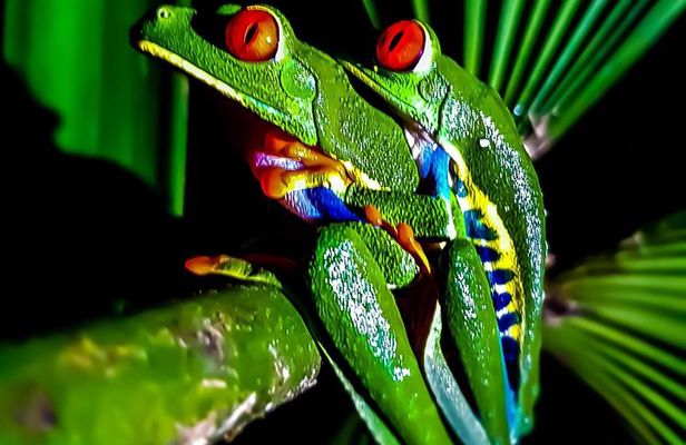 Rio Celeste Nature Night Walk