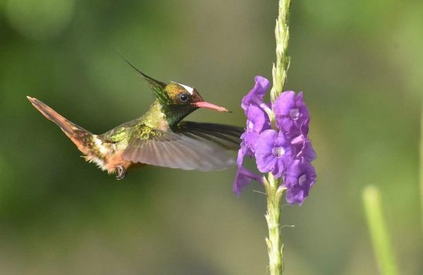 Birding in the Rainforest