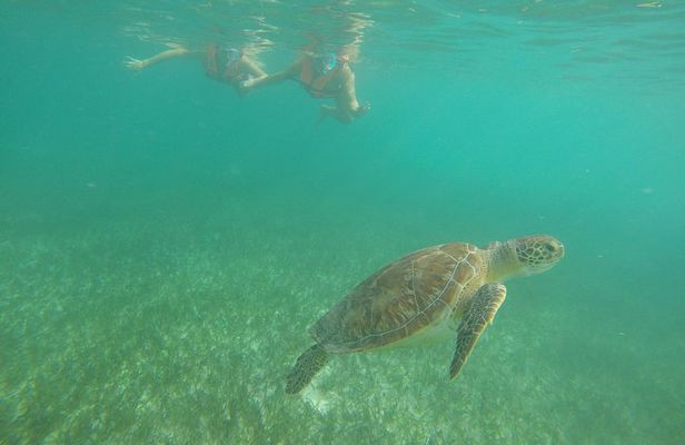 Akumal Marine Turtle Daily Tour