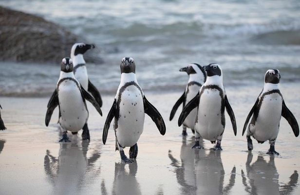 Cape of Good Hope & Penguin Private Tour from Cape Town