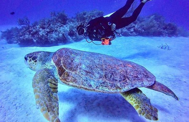 Two tanks local diving for certified divers, SCUBA gear included