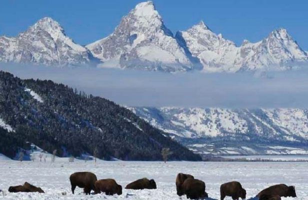 Jackson Hole & Grand Teton Park - Half-Day Wildlife Tour - Afternoon