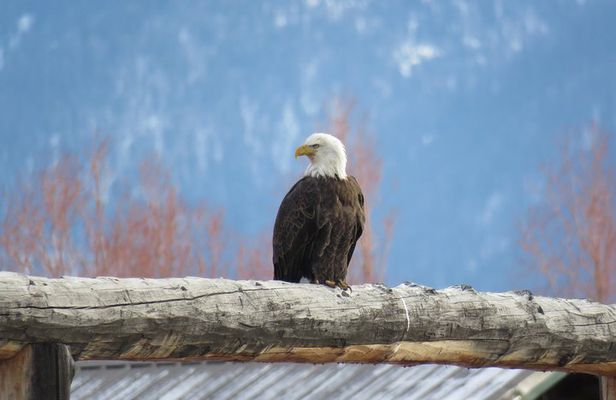 Grand Teton Park & Jackson Hole - PRIVATE Full-Day Wildlife Tour