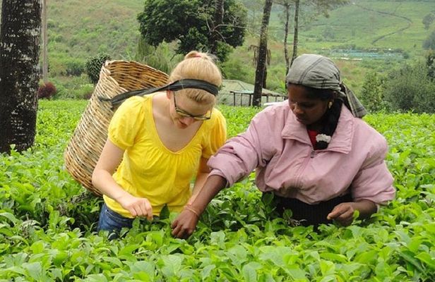 Tea Tasting in Nuwara Eliya