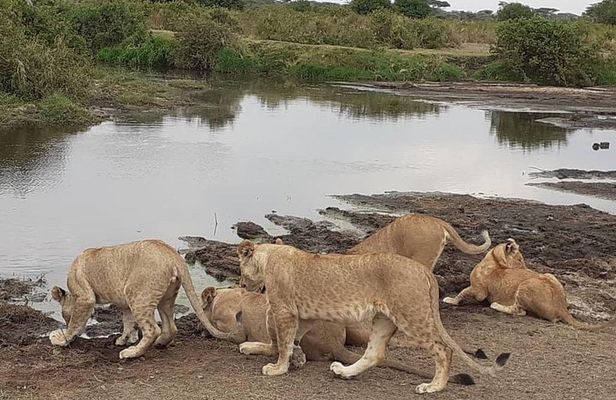 Best of Tanzania 5days 4nights safari