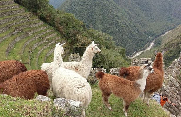Inca Trail trek 2 Days / 1 night