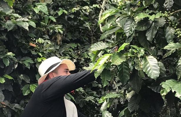 Coffee Tour - All inclusive - Medellín