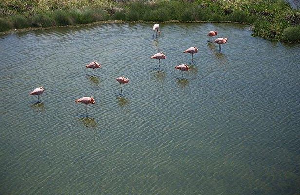 Wetlands Walking Tour in Isabela Island