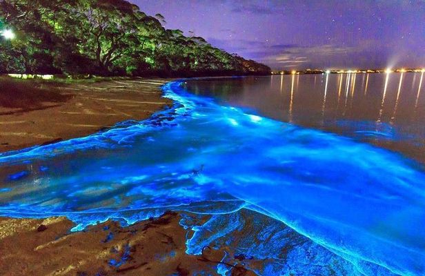 Luminous Lagoon and Rose Hall Great House Night Tour