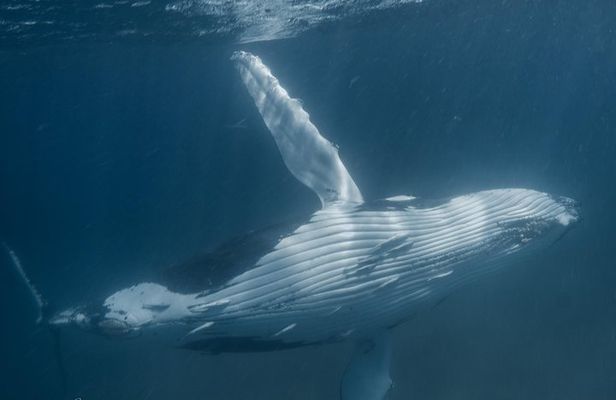 Humpback Whale Safari