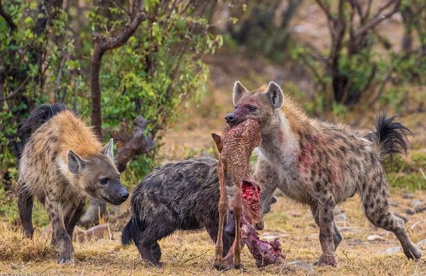 Mikumi Game Drive Safari - 2 Days