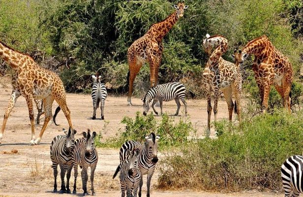 8 Days Tanzania southern circuit safari