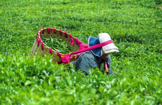 Tea & Sugarcane Plantation Colonial Tour ( Private Chauffeur-Driven Sedan)