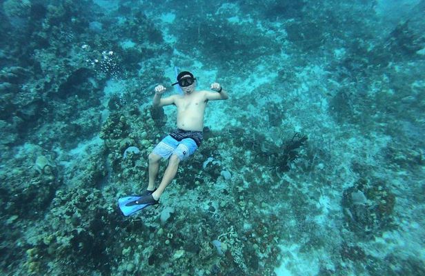 Amazing Snorkel at Cozumel Gorgeous Reef! Round Transportation from Tulum City