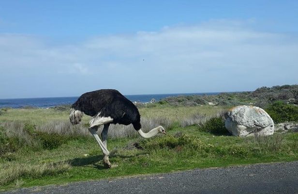 Cape of Good Hope and Penguins - Small Group - Full day