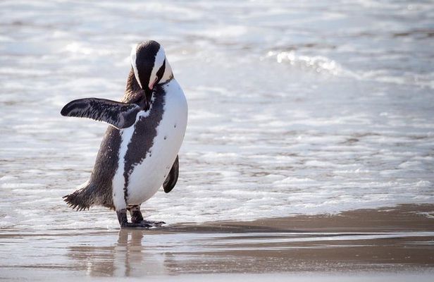 Cape Town: Cape Point, Table Mountain & Penguins Private Tour