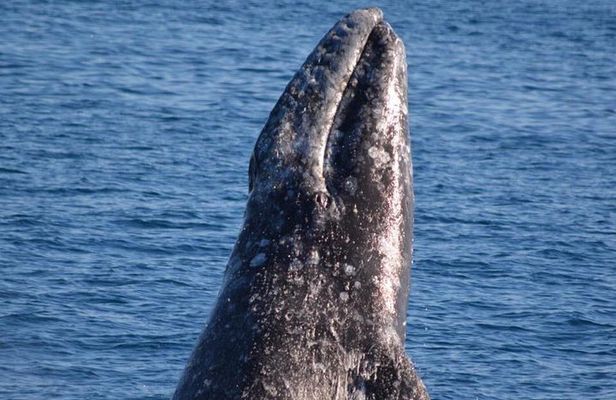 West Harbor LA Whale and Dolphin Watching Cruise