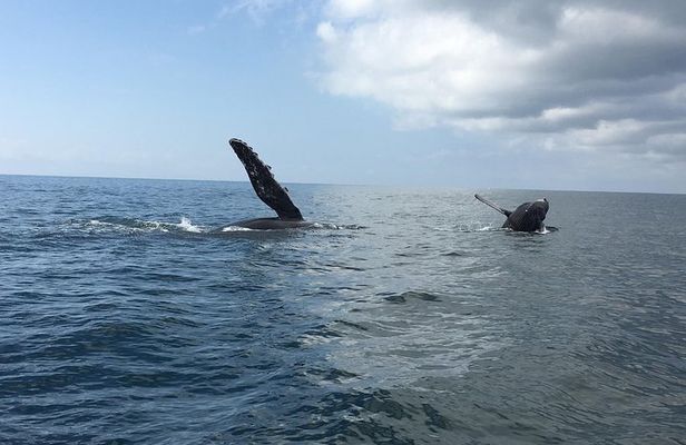 Whale watching