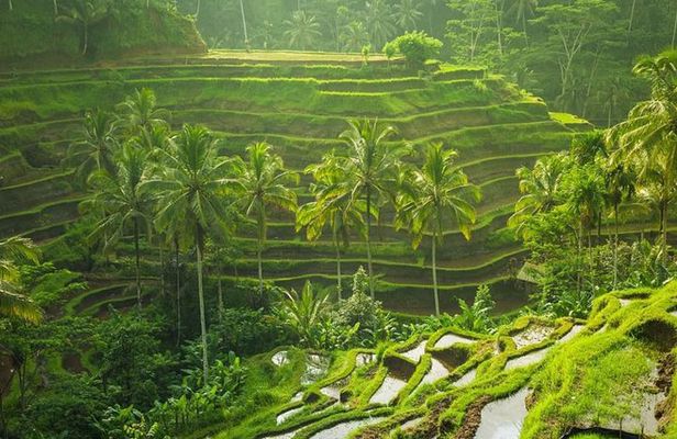 Ubud Instagram Spots Tour - One Day Private Trip