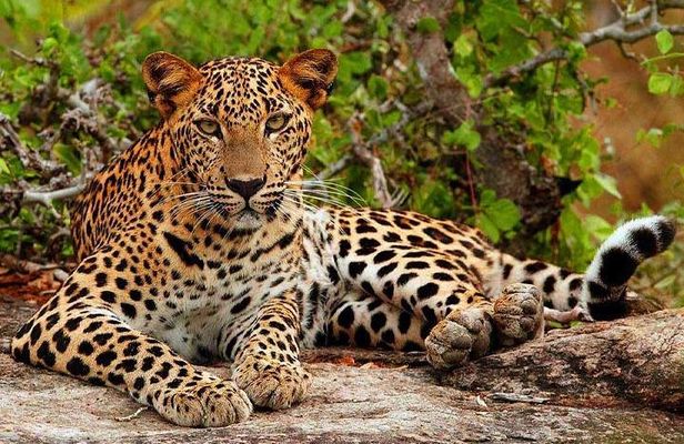 Yala Safari - Yala National Park 
