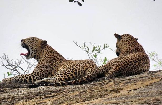 Wilpattu National Park 4-Hours Safari | with Naturalist