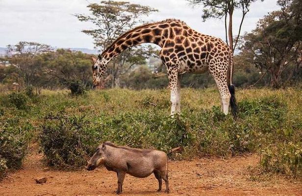 Nairobi Half Day Excursion