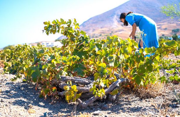 Santorini Private Wine Tour