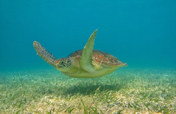 Private Turtle Snorkel Adventure in Akumal