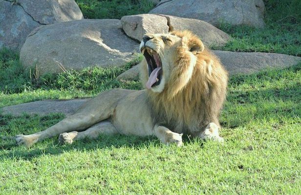 3 Days Luxury Safari