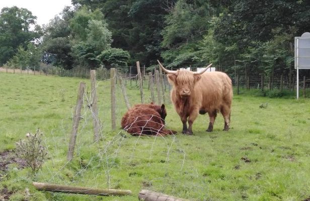 Stirling Castle, Hairy Coo's & The Trossachs