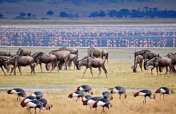 Ngorogoro Crater Tarangire And Lake Manyara Joining Group Safari
