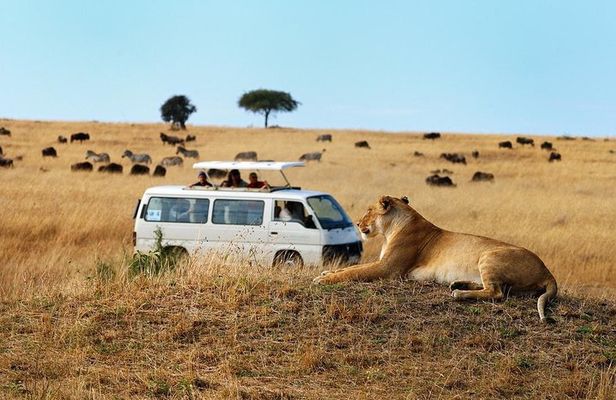 Nairobi Airport Layover Half Day Tour Nairobi National Park
