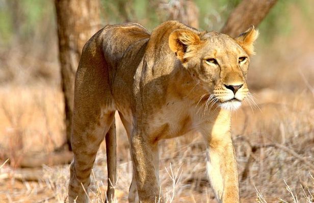 6 Days Safari- Mikumi NP,Udzungwa Mountains NP,and Selous GR