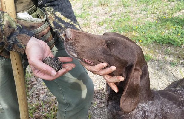 Truffle Hunt & Bio Lunch in Assisi