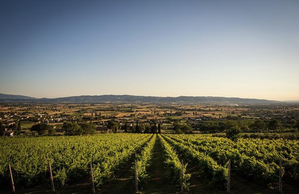 Organic Winery tour with Full Lunch from Assisi 
