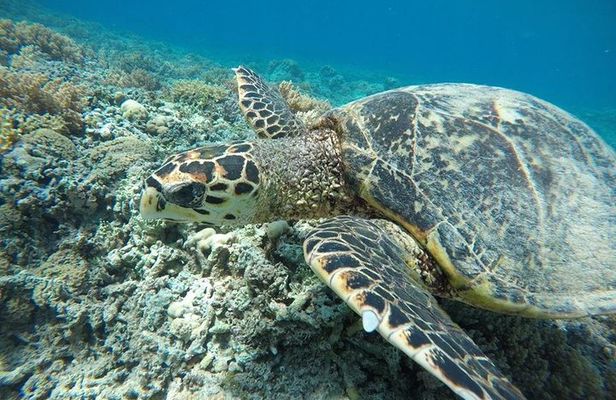 Private Snorkeling Gili Island (Coral, Statue and Turtle) 