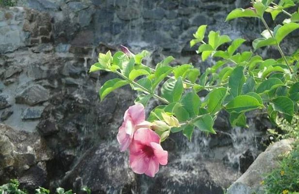 St Lucia Northern Island Tour