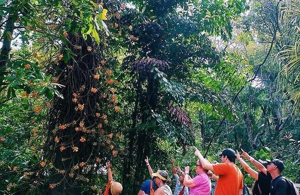 A Journey Through Carambola Gardens & Optional Beach Time or West End Shopping