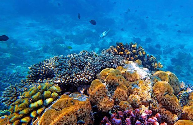 Experience the Magic of Mnemba: Half-Day Dolphin & Snorkeling