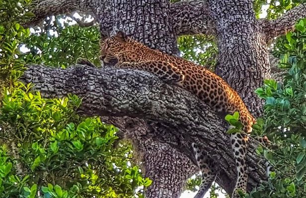 All Inclusive Yala National Park Jeep Safari Day Tour from Colombo & Negombo