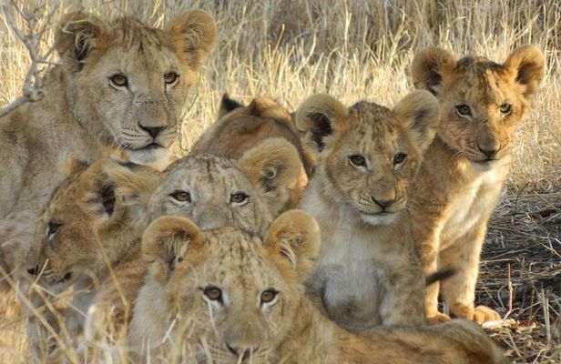 4-Day Masai Mara and Lake Nakuru safari from Nairobi.