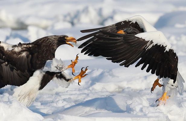Steller's sea Eagle/White-tailed Eagle watching tour