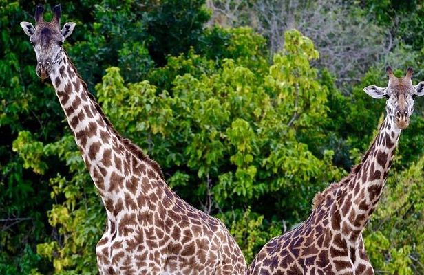 4 Days Amazing Maasai Mara and Lake Nakuru Budget Safari