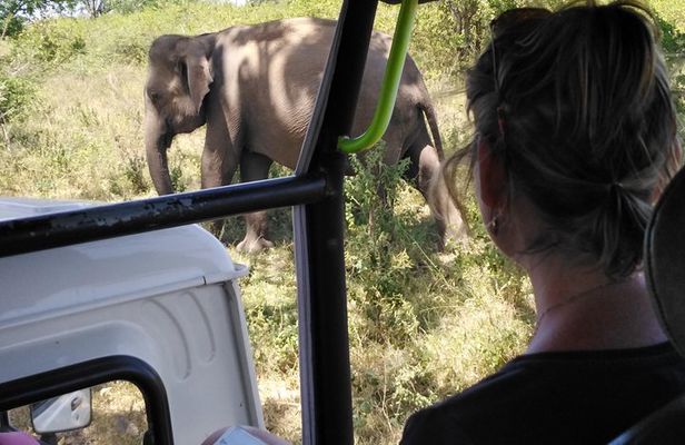 A Udawalawa Park safari, Tour from Colombo/Galle- (All inclusive)