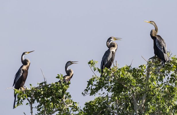 Bundala National Park Private Safari with Naturalist