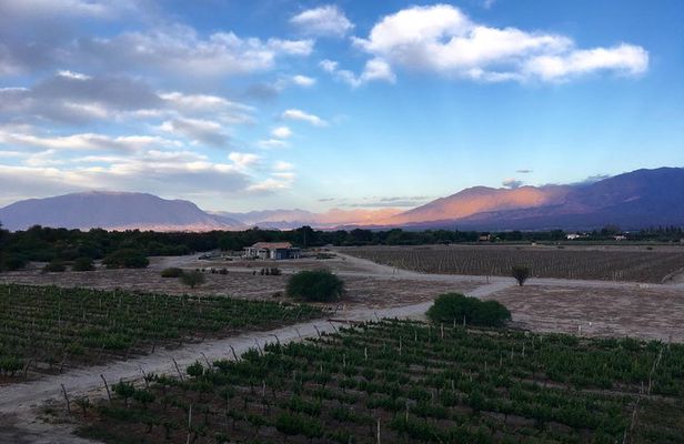 Exclusive day-long private tour of Cafayate vineyards