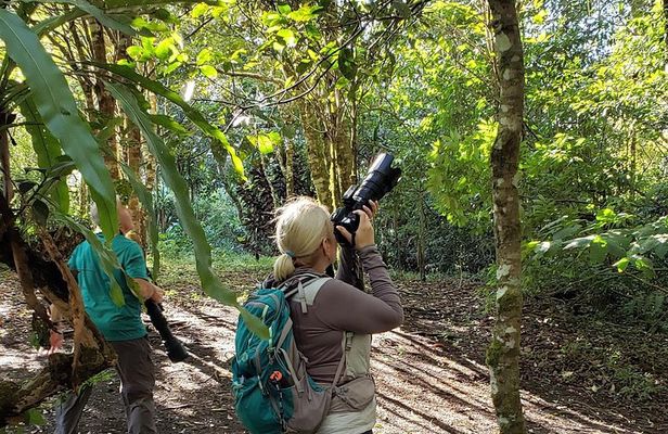Full Morning Birdwatching Tour (Private Service)