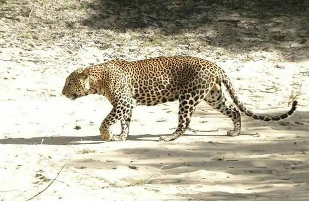 Ella full day tour/Sigiriya/kandy/yala/mirissa/discover Srilanka
