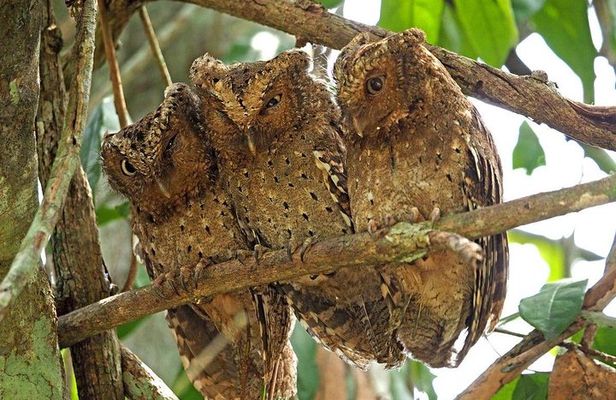 1 Day Arabuko Sokoke forest (Cost Based on Minimum 2 persons)